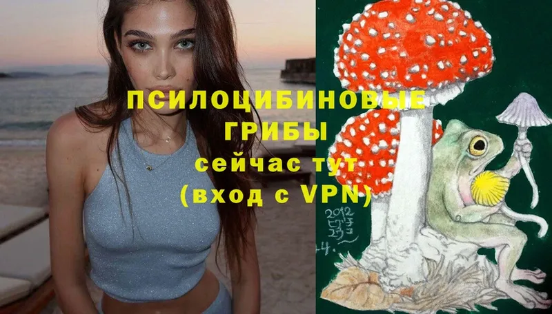 блэк спрут как зайти  Андреаполь  Псилоцибиновые грибы Cubensis  купить наркоту 